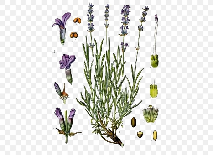 English Lavender Kxf6hlers Medicinal Plants Lavandula Latifolia Lamiaceae, PNG, 438x597px, English Lavender, Branch, Cut Flowers, Flora, Floral Design Download Free