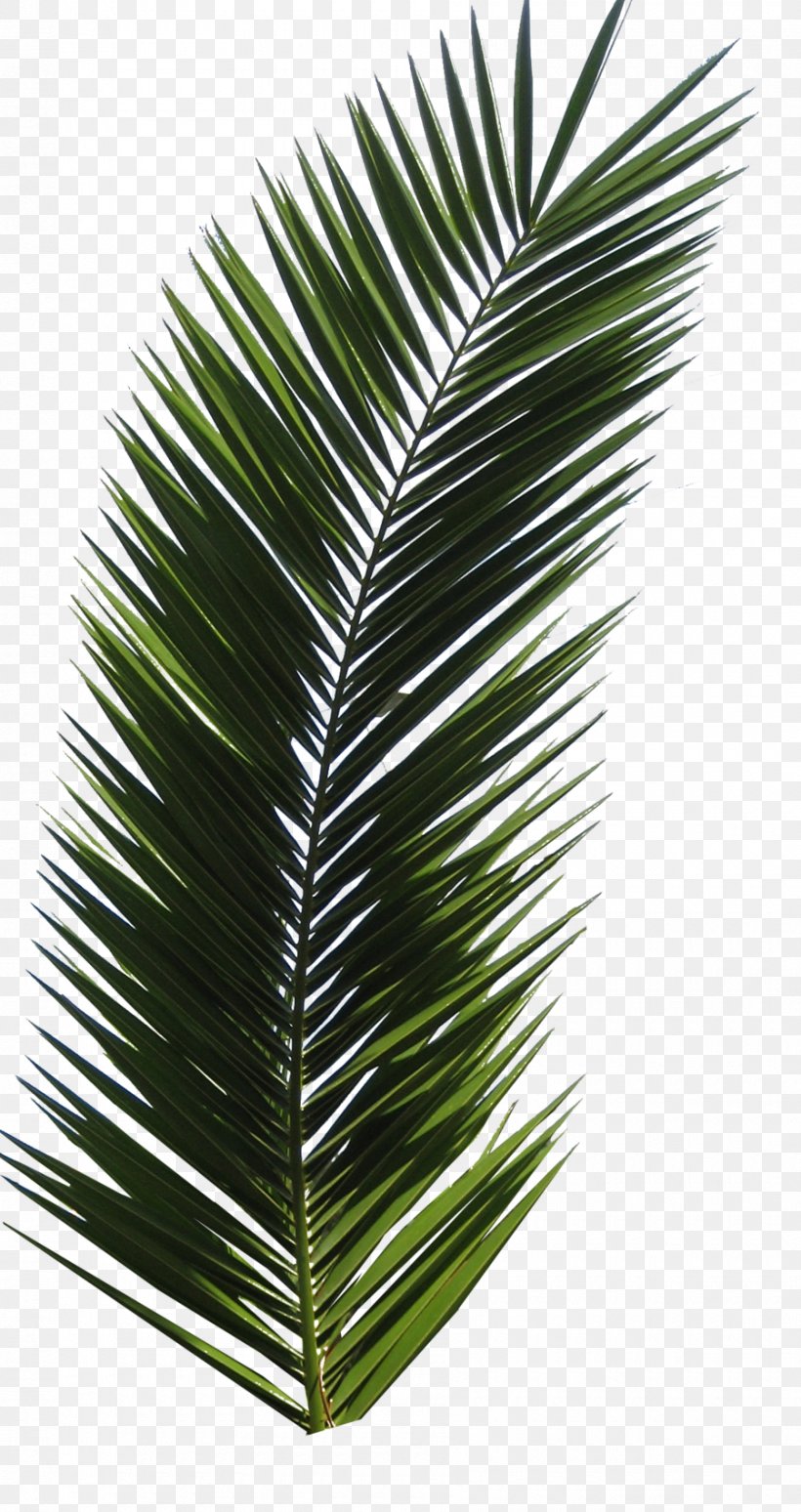 Arecaceae Leaf Tree Clip Art, PNG, 900x1700px, Arecaceae, Arecales, Autumn Leaf Color, Borassus Flabellifer, Coconut Download Free