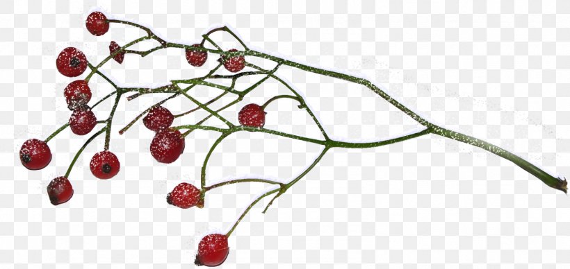 Branch Berry Auglis Clip Art, PNG, 1591x754px, Branch, Auglis, Berry, Body Jewelry, Drawing Download Free