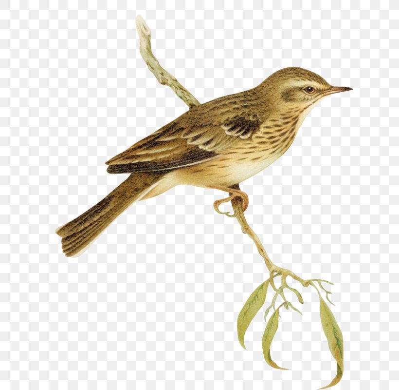 House Sparrow Bird Finch Clip Art, PNG, 662x800px, House Sparrow, Beak, Bird, Emberizidae, Eurasian Tree Sparrow Download Free