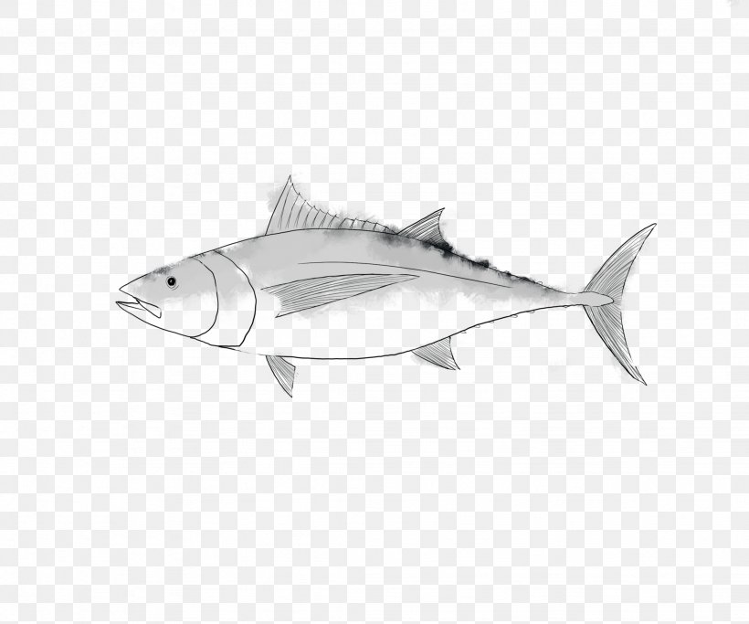 Albacore Yellowfin Tuna Fish Atlantic Bluefin Tuna Seafood, PNG, 2048x1706px, Albacore, Atlantic Bluefin Tuna, Bonito, Bony Fish, Cartilaginous Fish Download Free