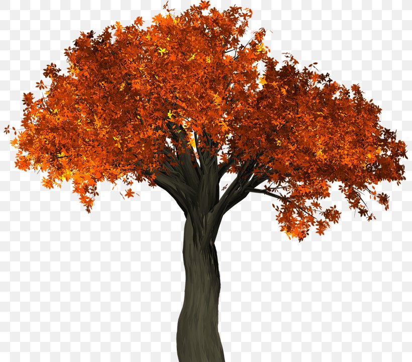Autumn Leaf Color Tree Branch, PNG, 805x720px, Autumn Leaf Color, Autumn, Branch, Deciduous, Leaf Download Free