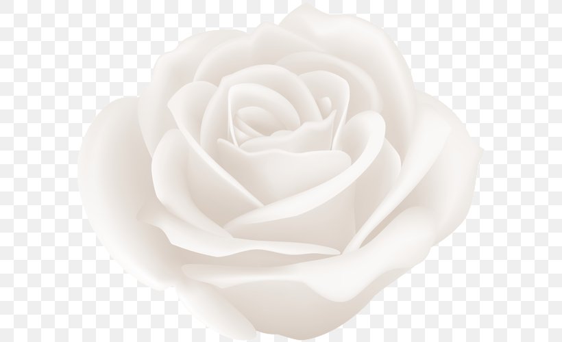 Centifolia Roses Garden Roses Clip Art, PNG, 600x500px, Centifolia Roses, Art Museum, Cut Flowers, Family, Flower Download Free
