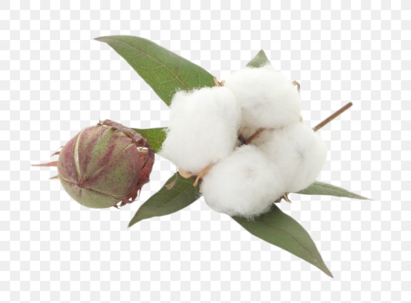 Cotton Textile Clip Art Image, PNG, 1024x755px, Cotton, Bud, Flower, Information, Material Download Free
