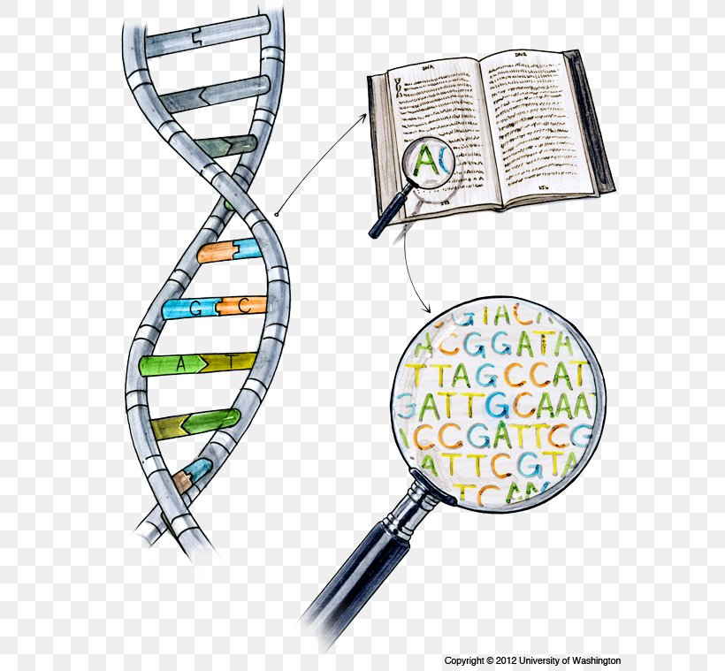 DNA Sequencing Nucleic Acid Sequence Dolan DNA Learning Center, PNG, 615x759px, Dna Sequencing, Complementarity, Dna, Dna Sequencer, Dolan Dna Learning Center Download Free