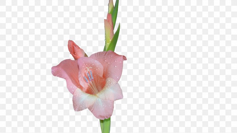 Gladiolus Xd7gandavensis Icon, PNG, 1920x1080px, Gladiolus, Bud, Cut Flowers, Flora, Flower Download Free