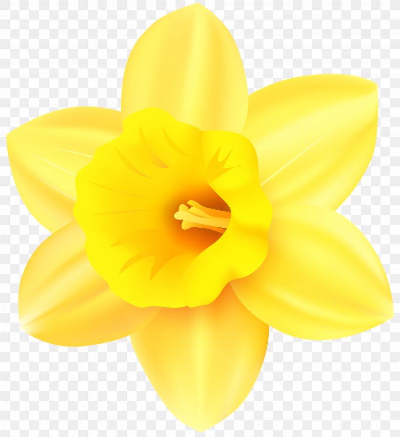 Narcissus Flowering Plant Petal Yellow, PNG, 5502x6000px, Narcissus, Amaryllis, Amaryllis Family, Family, Flower Download Free