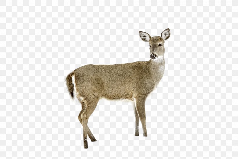 White-tailed Deer Reindeer Waterbuck Musk Deer, PNG, 960x640px, Deer, Animal, Antelope, Antler, Cow Goat Family Download Free
