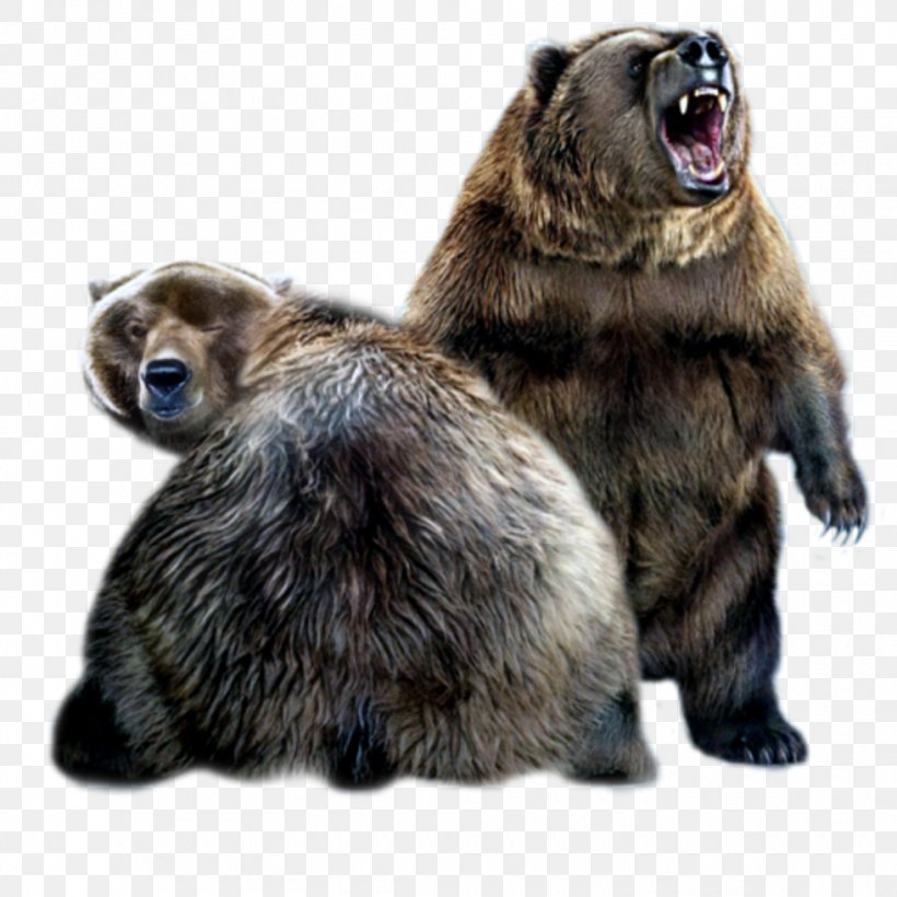 Alaska Peninsula Brown Bear Giant Panda Internet, PNG, 980x980px, Bear, Alaska Peninsula Brown Bear, Animal, Brown Bear, Carnivoran Download Free
