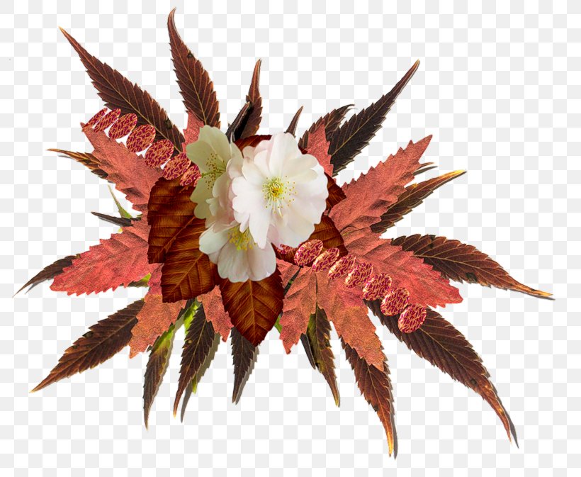 Autumn Image Flower, PNG, 800x673px, 2018, Autumn, Art, Composition, Digital Image Download Free
