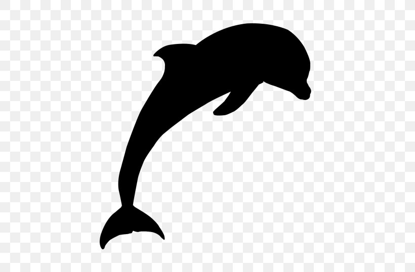 Tucuxi Common Bottlenose Dolphin Sea Lion Clip Art, PNG, 500x538px, Tucuxi, Beak, Black M, Bottlenose Dolphin, Cetacea Download Free