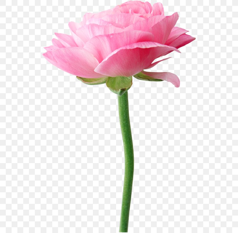 Flower Garden Roses Clip Art, PNG, 535x800px, Flower, Artificial Flower, Beach Rose, Blog, Bud Download Free