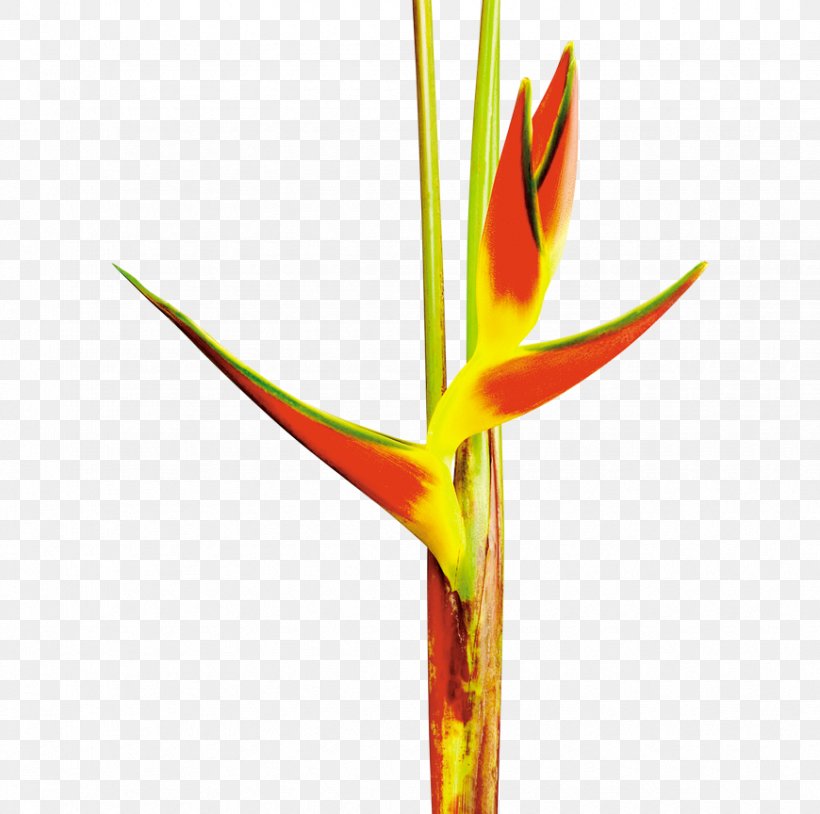 Heliconia Bihai Bird Of Paradise Flower Costus Banana, PNG, 870x864px, Heliconia Bihai, Banana, Bird Of Paradise Flower, Costaceae, Costus Download Free