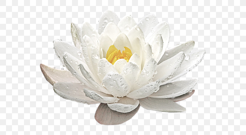 Artificial Flower, PNG, 600x453px, Fragrant White Water Lily, Aquatic Plant, Artificial Flower, Candle, Flower Download Free