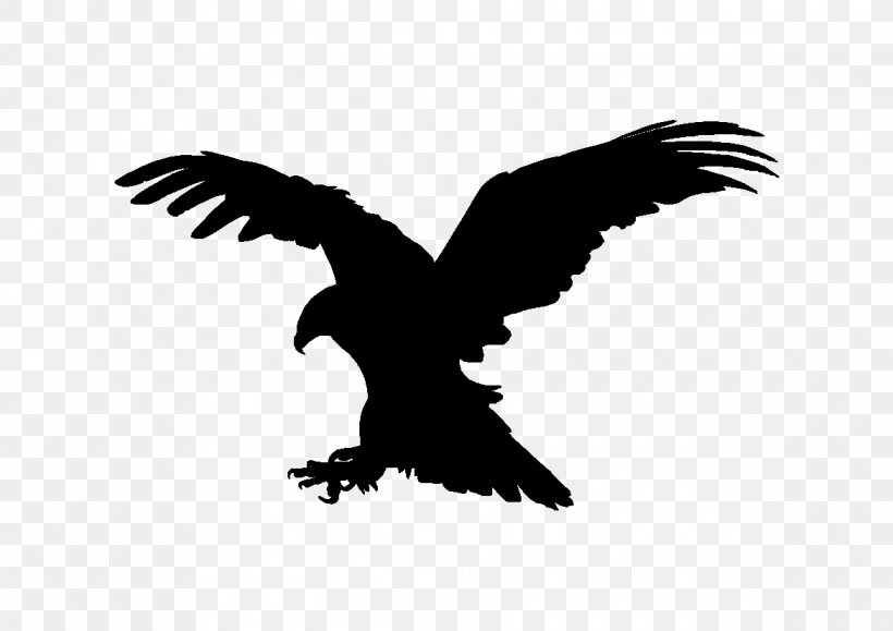 Bald Eagle Vulture Buzzard Beak, PNG, 1170x827px, Bald Eagle, Accipitriformes, Beak, Bird, Bird Of Prey Download Free
