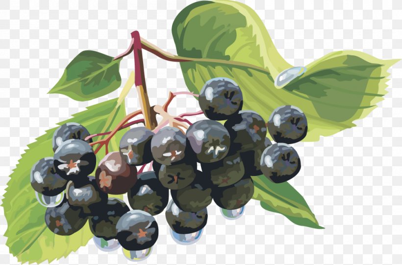 Berry Clip Art, PNG, 1000x661px, Berry, Archive File, Aristotelia Chilensis, Bilberry, Blueberry Download Free