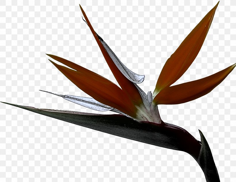 Bird Of Paradise, PNG, 2676x2074px, Bird Of Paradise, Birdofparadise, Flower, Heliconia, Leaf Download Free