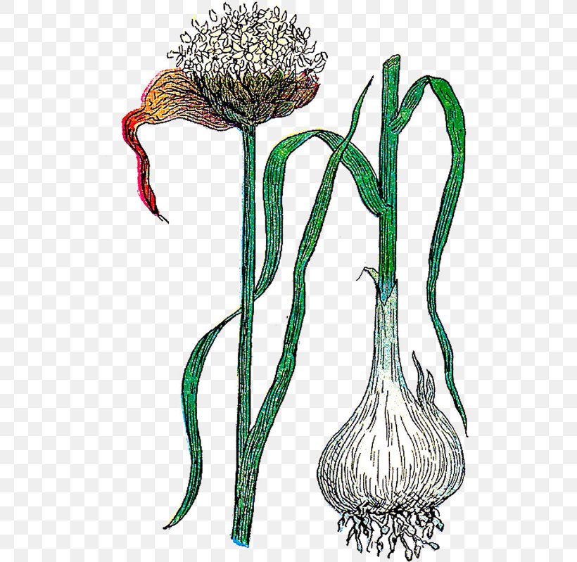 Botanical Illustration Flower Illustration Clip Art Botany, PNG, 522x799px, Botanical Illustration, Art, Botany, Drawing, Flora Download Free