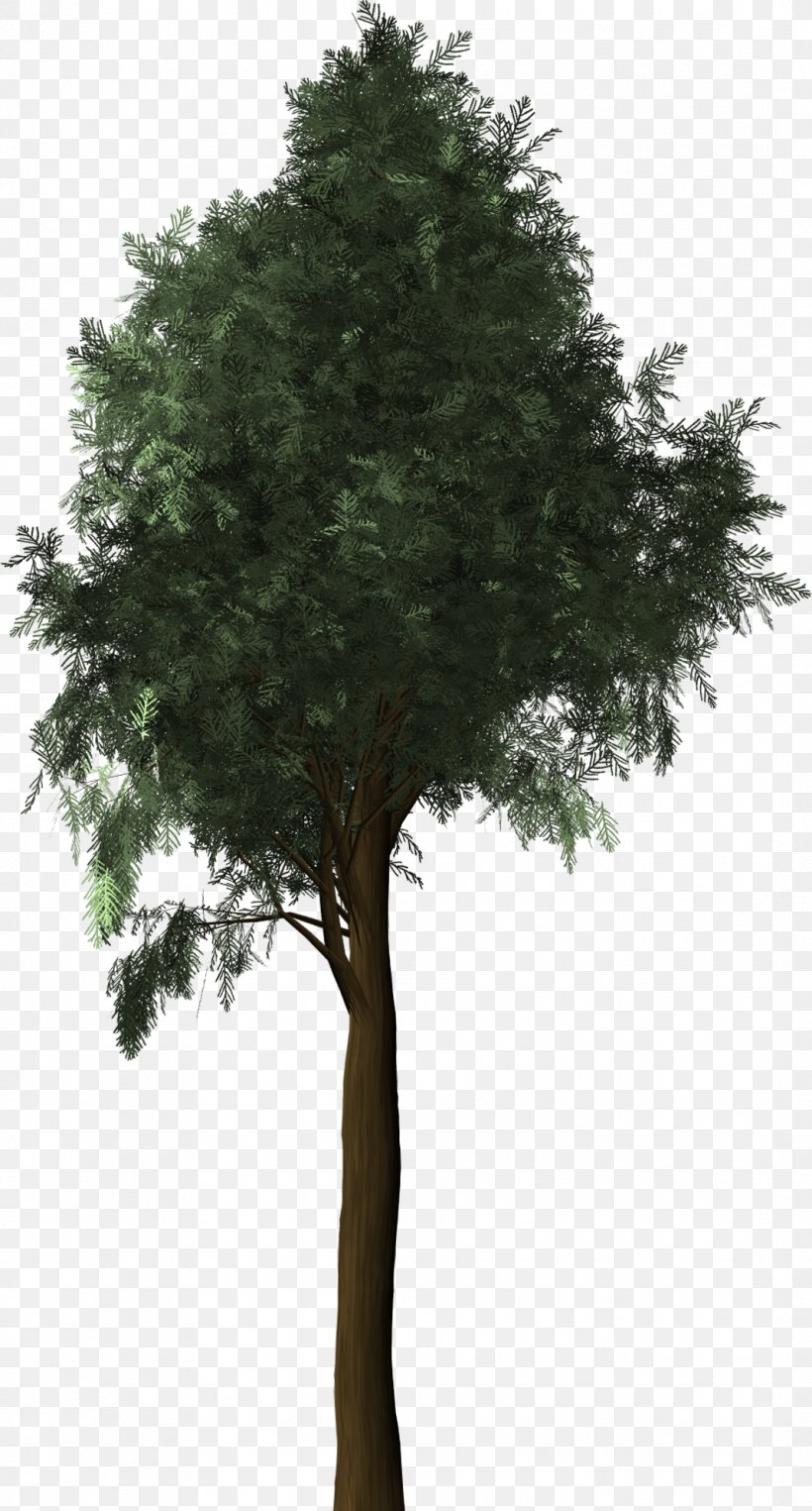 Mediterranean Cypress Evergreen Tree, PNG, 1068x1987px, Mediterranean Cypress, Branch, Conifers, Cupressus, Cypress Download Free