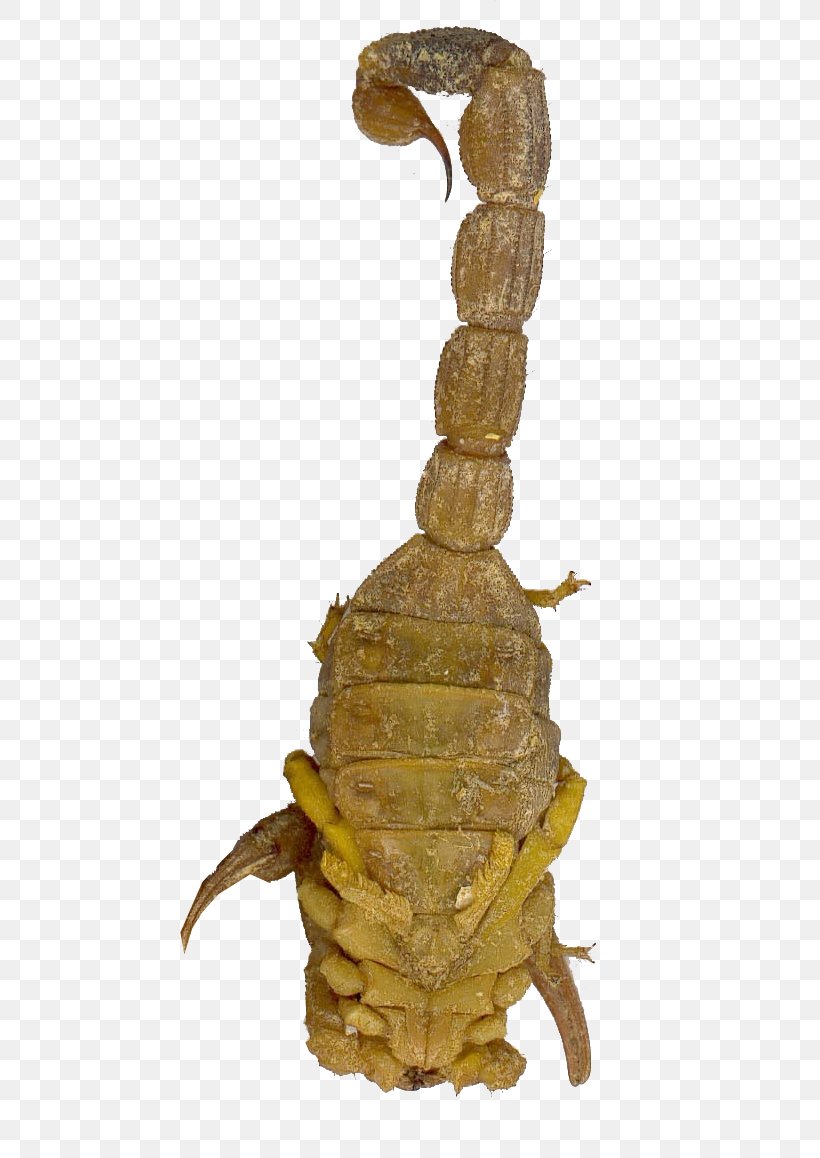 Scorpion Traditional Chinese Medicine, PNG, 573x1158px, Scorpion, Animal, Arthropod, Chinese Herbology, Crude Drug Download Free