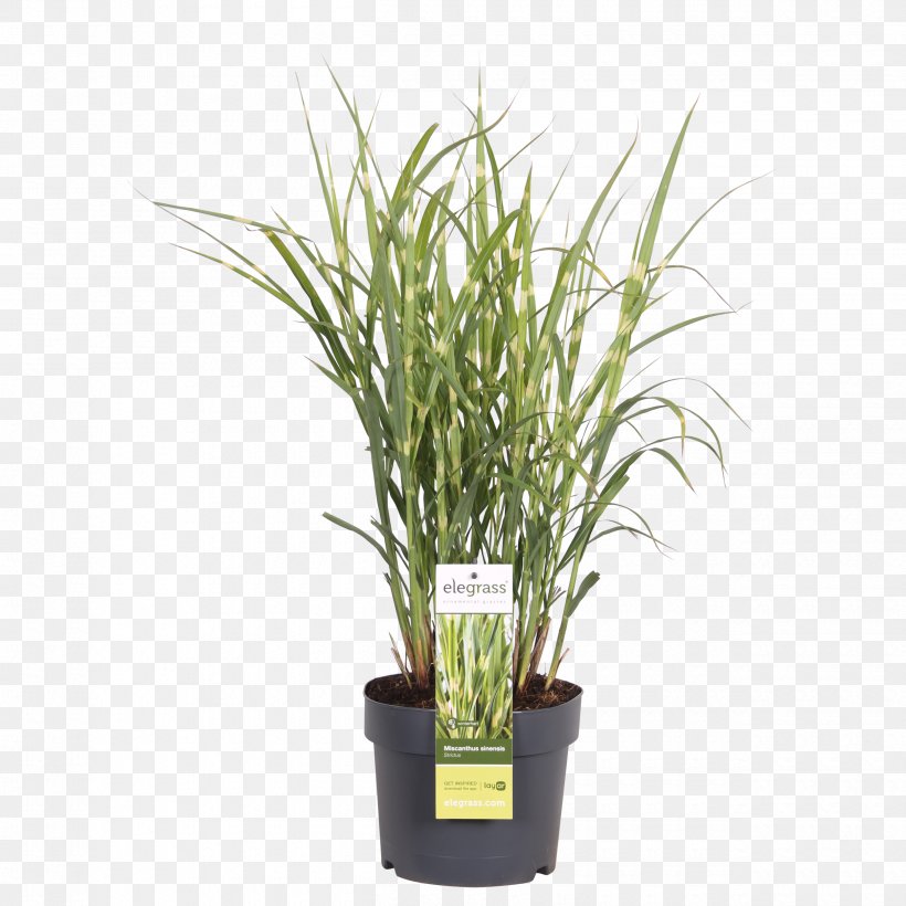 Chinese Silver Grass Ornamental Grass Flowerpot Houseplant Blikvanger, PNG, 2500x2500px, Chinese Silver Grass, Blikvanger, Commodity, Flower, Flowerpot Download Free