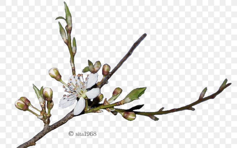 Spring Bud Plant Stem Drawing Web Page, PNG, 786x514px, Spring, Blossom, Branch, Bud, Drawing Download Free