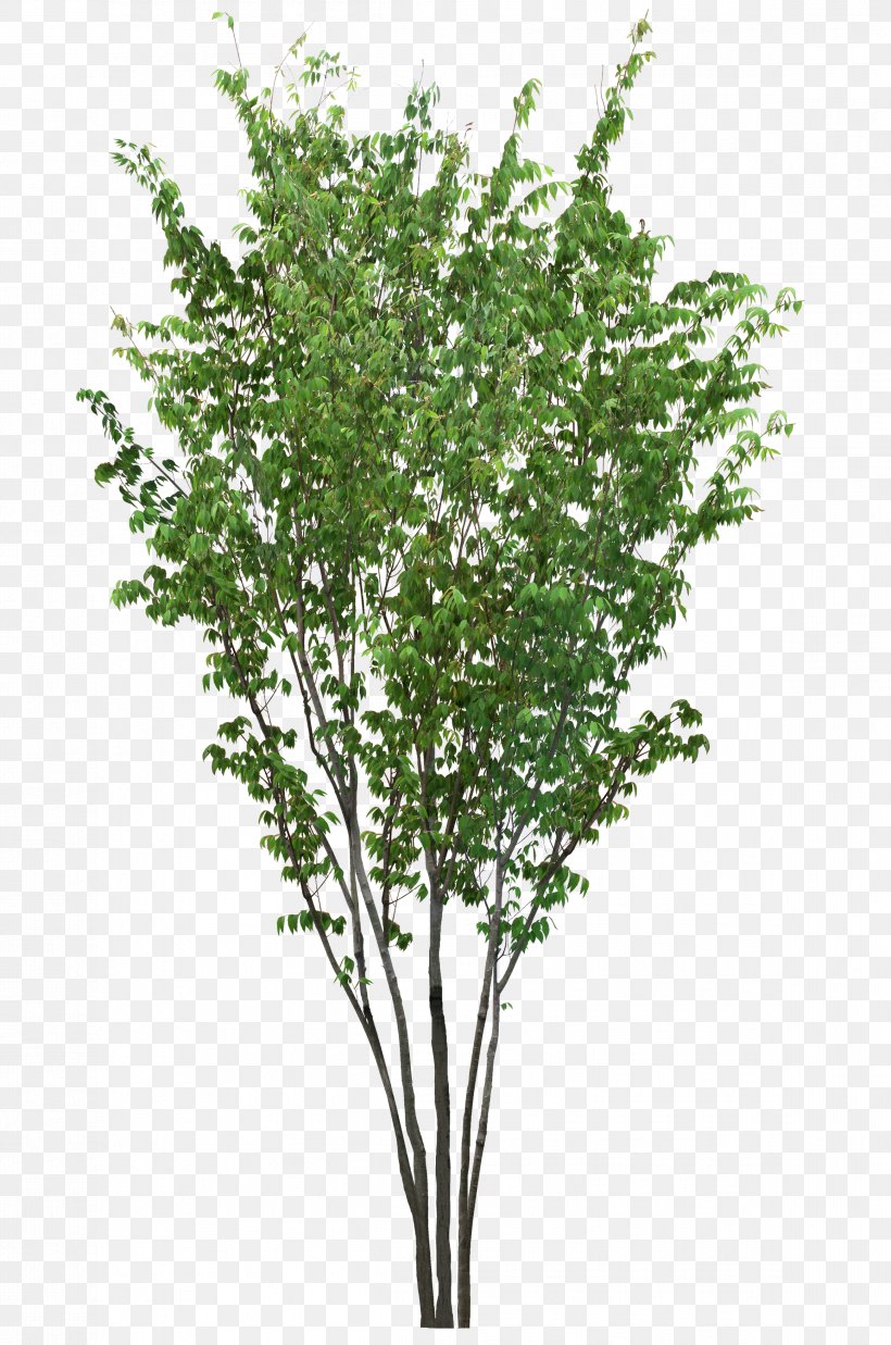 Tree Stock Photography Royalty-free Image, PNG, 2319x3500px, Tree, Birch, Branch, Depositphotos, Flower Download Free