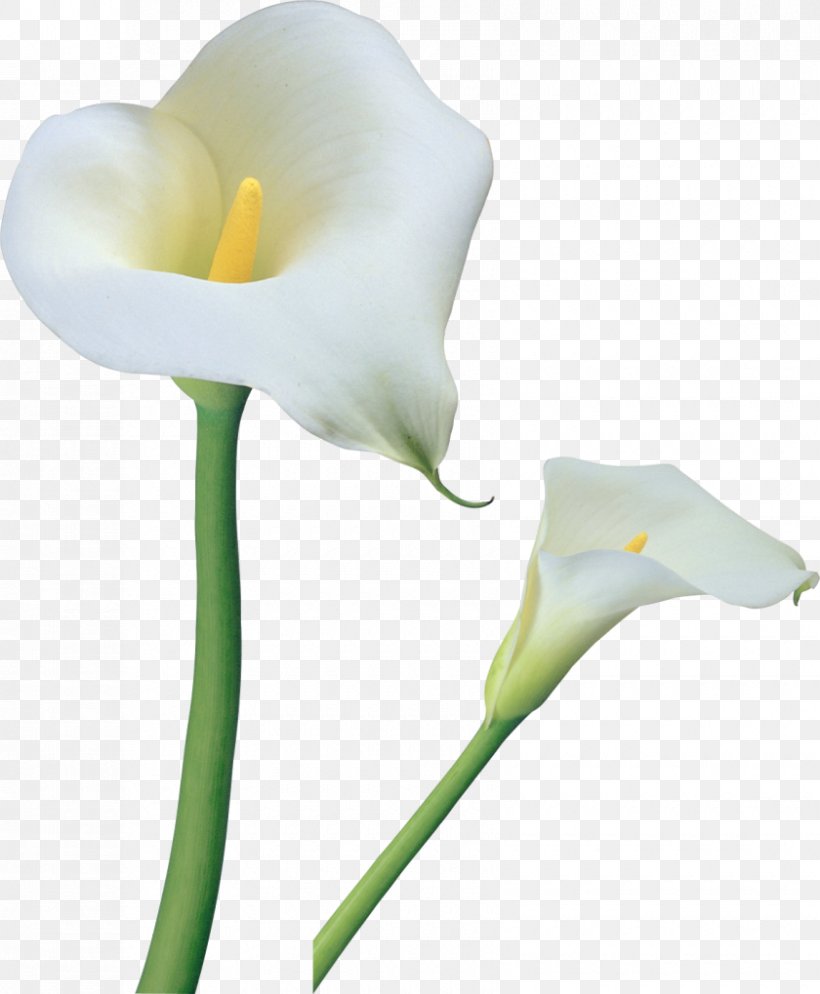 Arum-lily Tiger Lily Flower Clip Art, PNG, 840x1019px, Arumlily, Alismatales, Arum, Arum Family, Arum Lilies Download Free