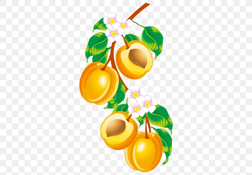 Fruit Apricot Drawing Clip Art, PNG, 568x568px, Fruit, Apricot, Branch, Citrus, Drawing Download Free