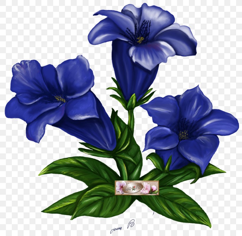 Metzgerei, PNG, 800x800px, Flower, Arumlily, Bellflower, Bellflower Family, Blue Download Free