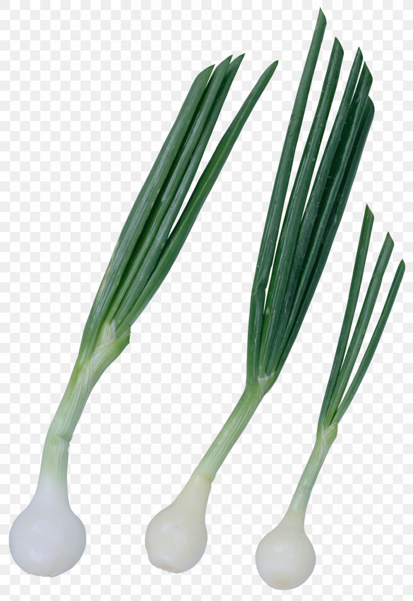 Onion Garlic Allium Fistulosum Beef Stroganoff, PNG, 992x1443px, Onion, Allium, Allium Fistulosum, Beef Stroganoff, Cutlery Download Free