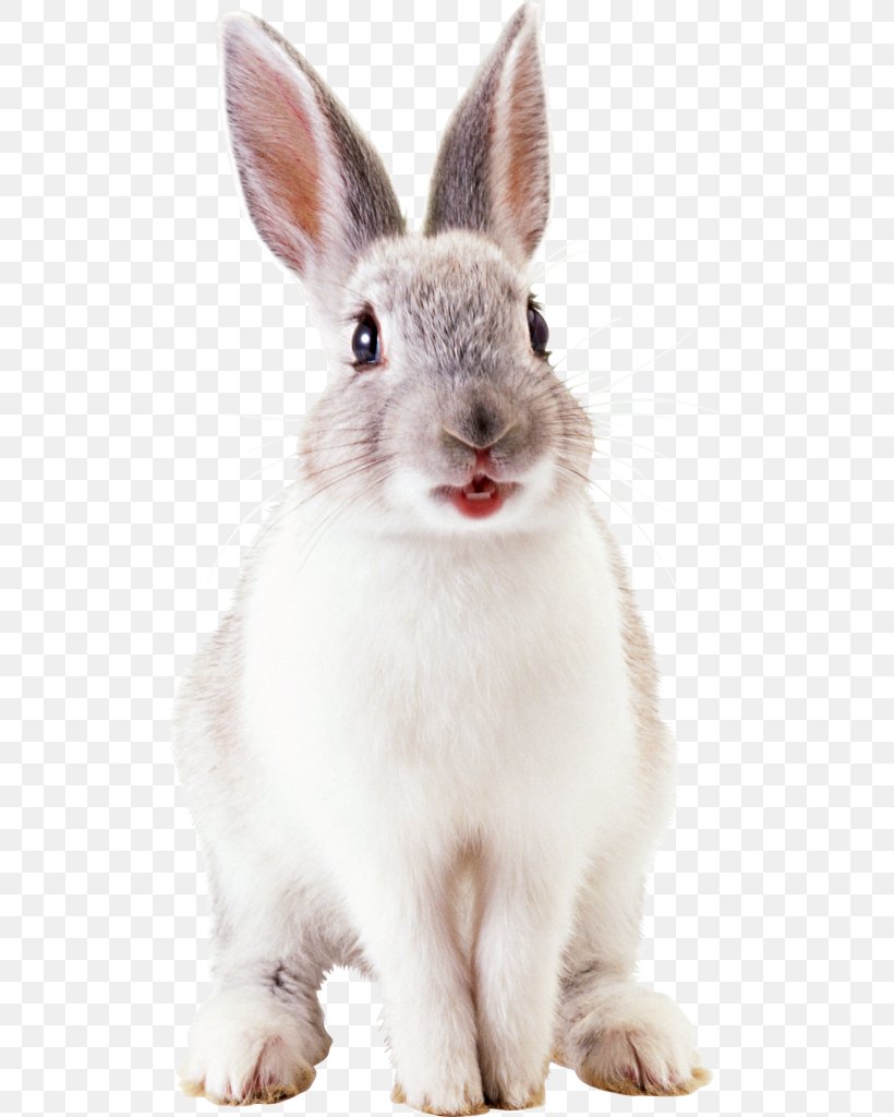 Rabbit Clip Art, PNG, 512x1024px, Rabbit, Domestic Rabbit, Fur, Hare, Image Resolution Download Free