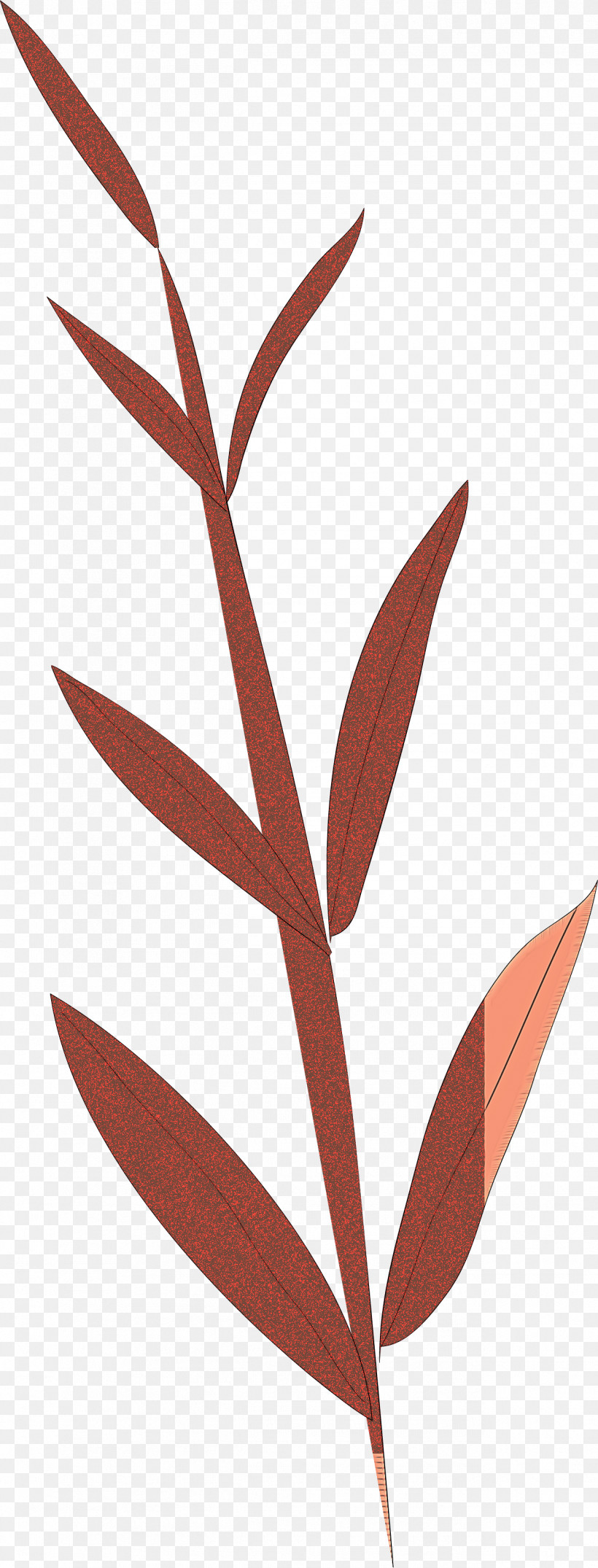 Simple Leaf Simple Leaf Drawing Simple Leaf Outline, PNG, 1264x3315px, Simple Leaf, Biology, Branch, Flower, Grasses Download Free