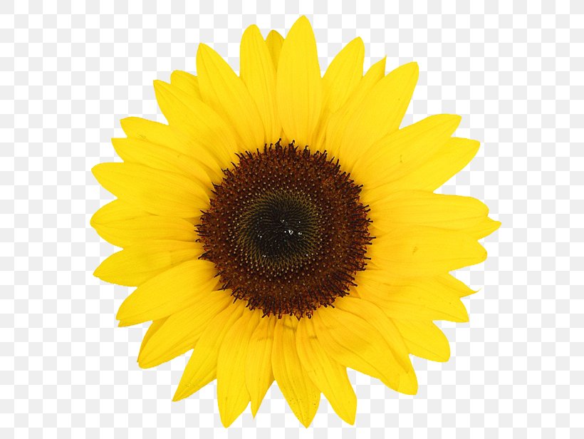 Common Sunflower Sunflower Oil Sunflower Seed Desktop Wallpaper, PNG, 600x616px, Common Sunflower, Asterales, Cooking Oils, Daisy Family, Flower Download Free