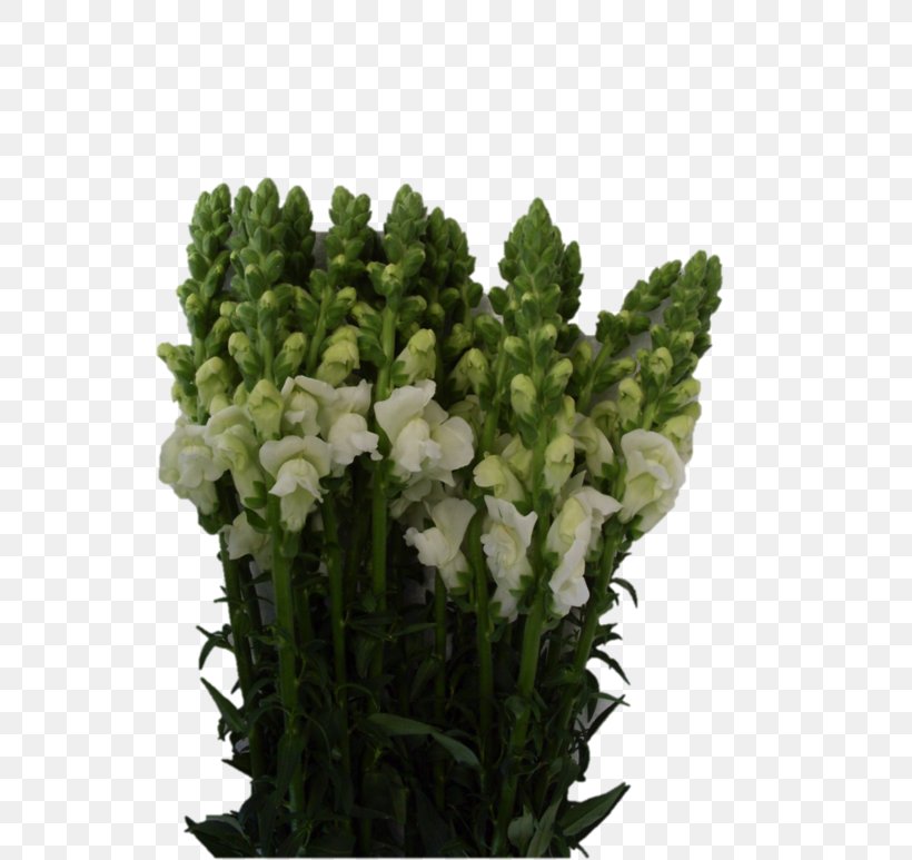 Cut Flowers Snapdragons Flowerpot Wedding, PNG, 580x773px, Cut Flowers, Carnation, Chrysanthemum, Flower, Flower Delivery Download Free