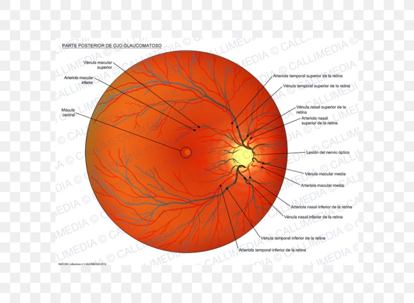 Dilated Fundus Examination Eye Glaucoma Esame Del Fondo Oculare, PNG, 600x600px, Fundus, Astigmatism, Banco De Imagens, Dilated Fundus Examination, Eye Download Free