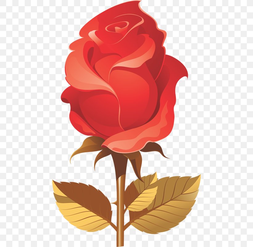 Garden Roses Beach Rose Black Rose Clip Art, PNG, 482x800px, Garden Roses, Art, Beach Rose, Black Rose, Cut Flowers Download Free