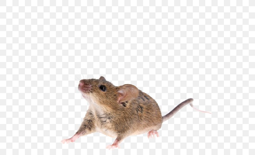 Rat House Mouse Gerbil Rodent, PNG, 600x500px, Rat, Dormouse, Fauna, Gerbil, House Mouse Download Free