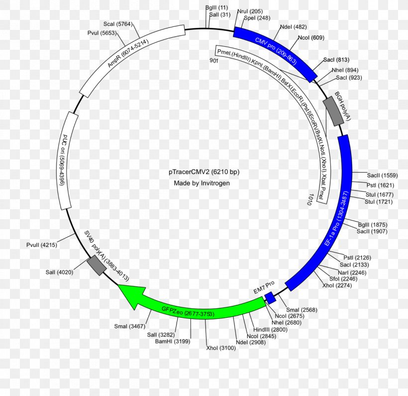 Restriction Map Plasmid Vector PUC19 PGLO, PNG, 1200x1164px, Restriction Map, Area, Bacteria, Diagram, Dna Download Free
