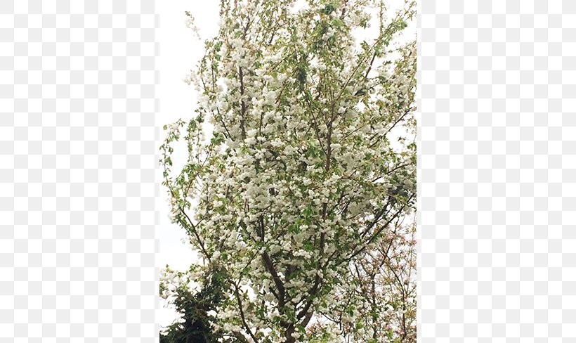 Twig Shade Tree Japanese Snowbell Nursery, PNG, 650x488px, Twig, Apples, Blossom, Branch, Landscaping Download Free
