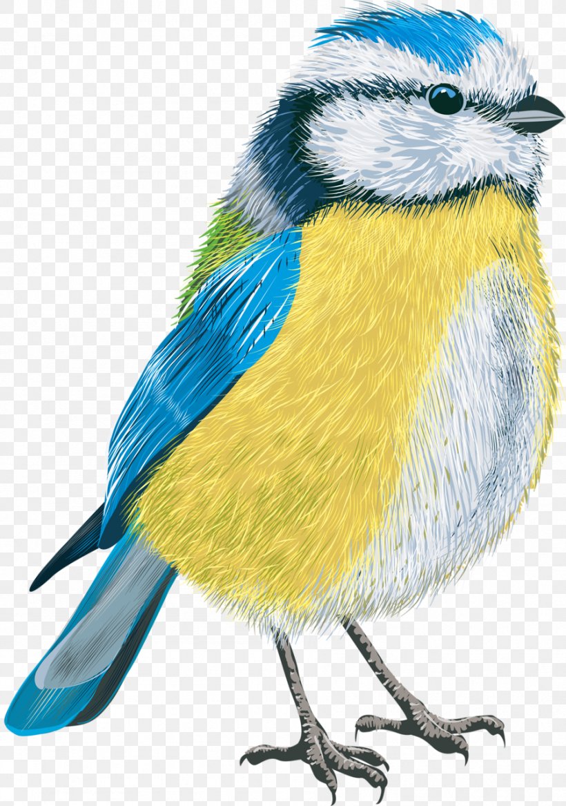Bird Eurasian Blue Tit Clip Art Vector Graphics, PNG, 899x1280px, Watercolor, Cartoon, Flower, Frame, Heart Download Free