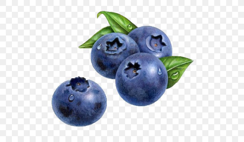 Blueberry Drawing Watercolor Painting Muffin, PNG, 548x480px, Blueberry, Art, Berry, Bilberry, Blueberry Tea Download Free