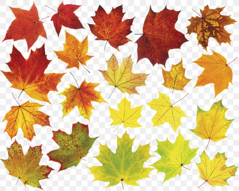 Stock Photography Image Leaf Vector Graphics, PNG, 980x785px, Stock Photography, Autumn, Deciduous, Leaf, Maple Download Free
