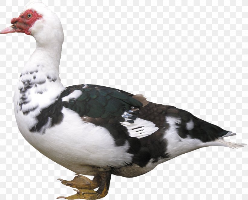 American Pekin Duck Bird Chicken Mulard, PNG, 2434x1961px, American Pekin, Beak, Bird, Breed, Chicken Download Free
