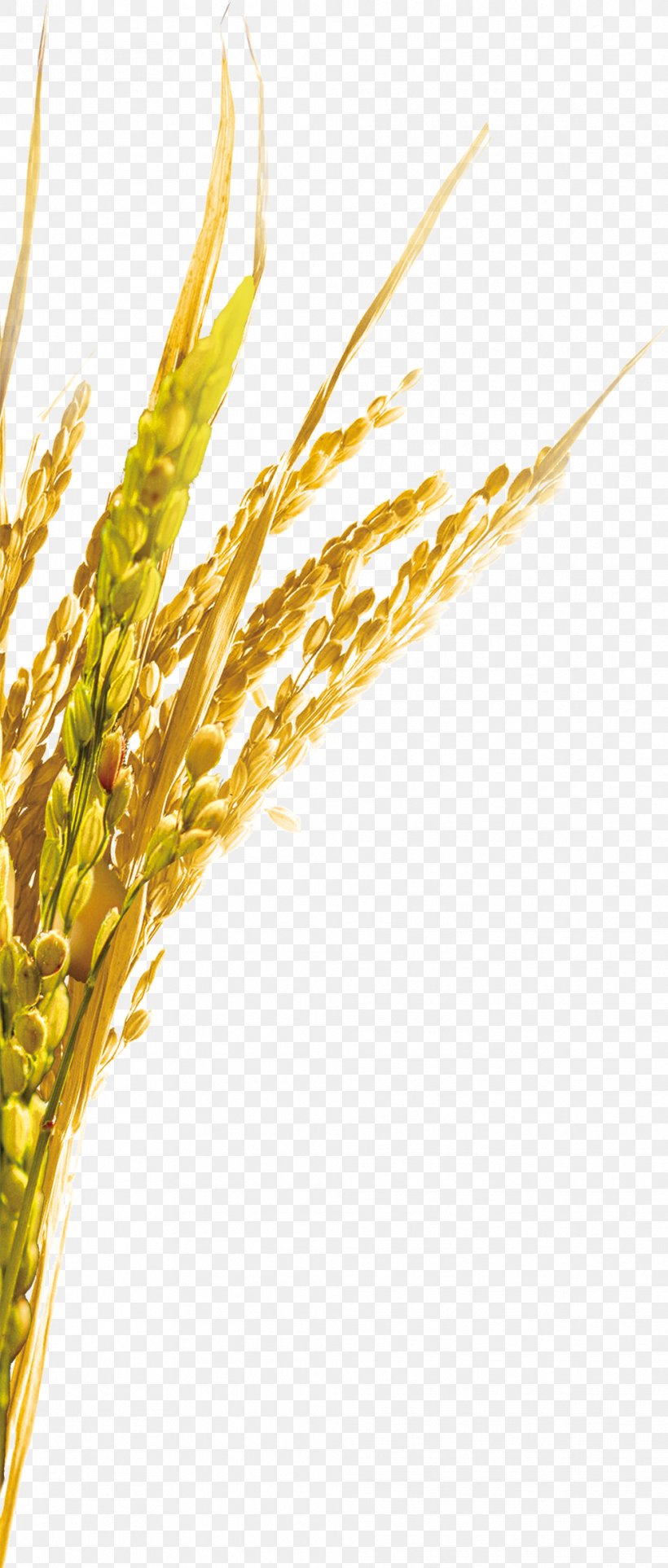 Emmer Einkorn Wheat Spelt Rice, PNG, 989x2323px, Emmer, Advertising, Cereal, Cereal Germ, Commodity Download Free
