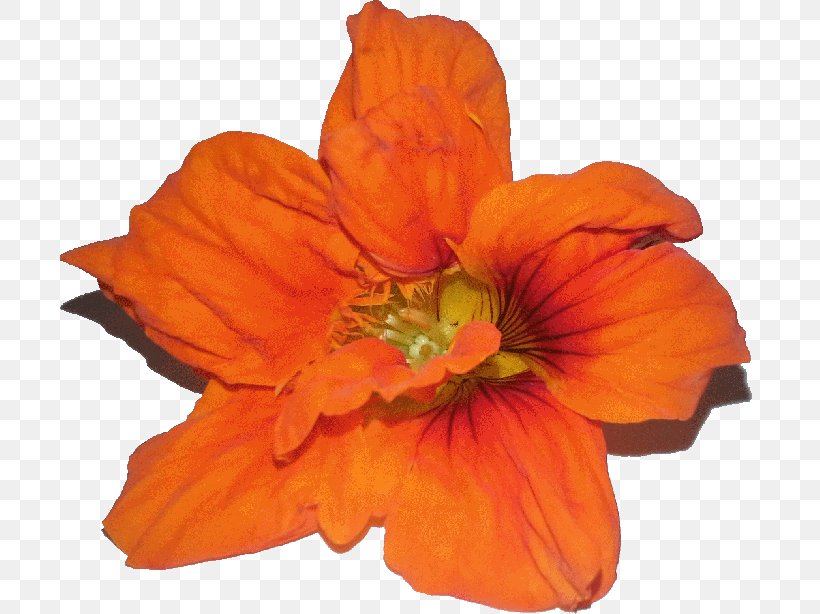 Petal Cut Flowers, PNG, 700x614px, Petal, Cut Flowers, Daylily, Flower, Flowering Plant Download Free