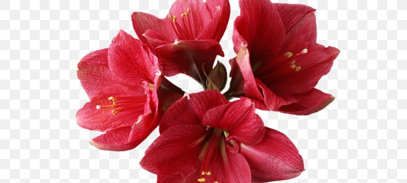 Amaryllis Garden Roses Flower Bonsai, PNG, 700x368px, Amaryllis, Amaryllis Belladonna, Amaryllis Family, Bonsai, Bulb Download Free