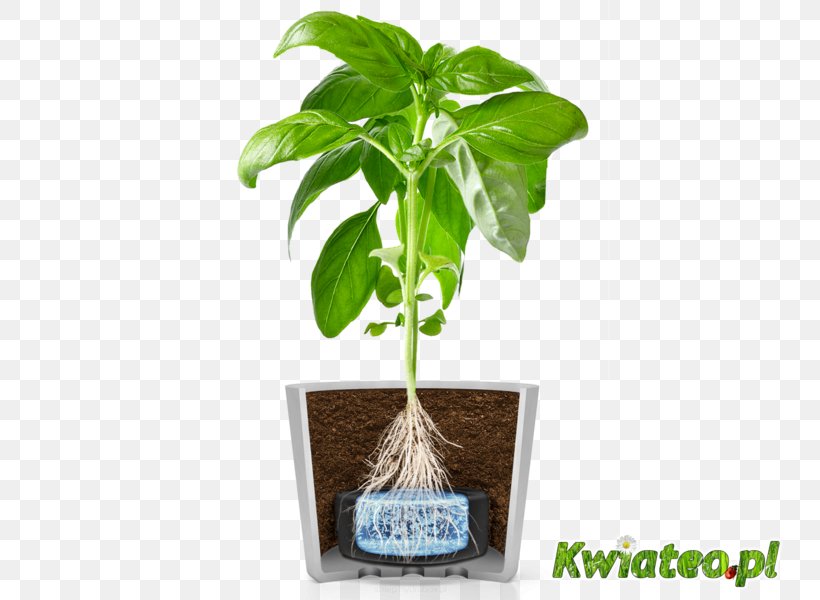 Basil Flowerpot Herbalism Kitchen Garden Tree, PNG, 800x600px, Basil, Flowerpot, Herb, Herbalism, Kitchen Garden Download Free