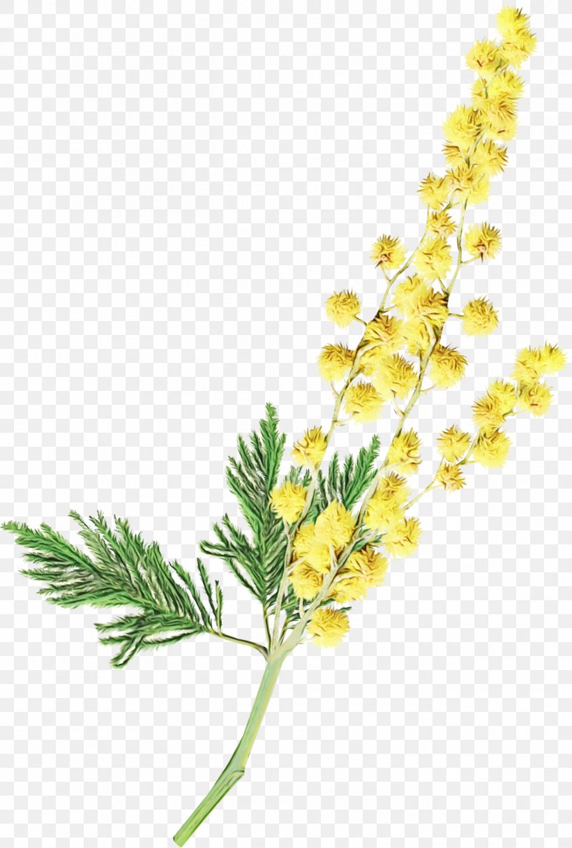 Flower Plant Flowering Plant Yellow Sweet Clover Goldenrod, PNG, 1349x2000px, Watercolor, Flower, Flowering Plant, Goldenrod, Paint Download Free