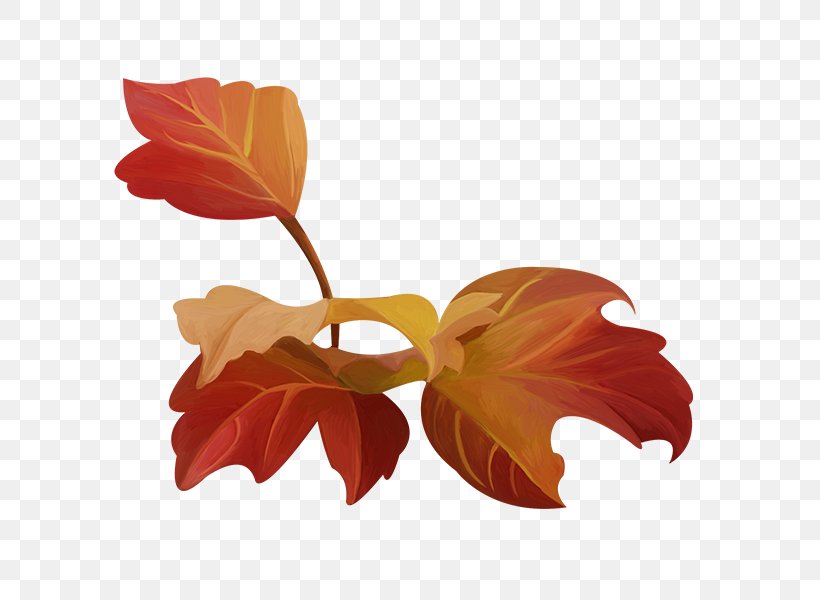 Red Petal Orange Leaf Color, PNG, 600x600px, Red, Botany, Color, Deciduous, Designer Download Free